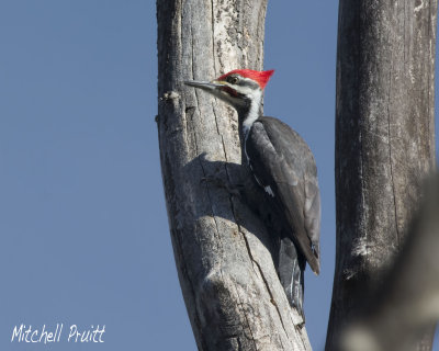 Pleated Woodpecker