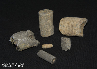 Crinoid Fossils
