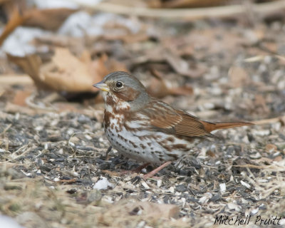 Fox Sparrow 