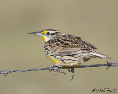 Eastern Meadowlark