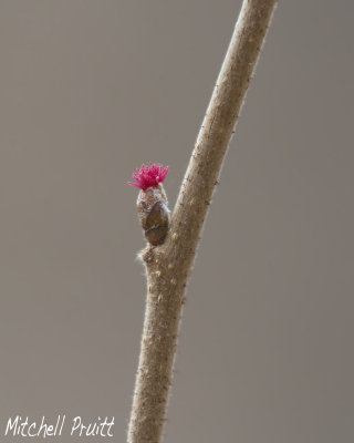 American Hazelnut Flower--Corylus americana