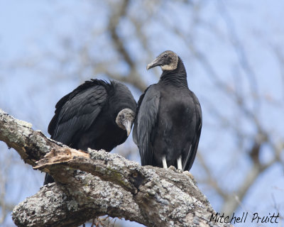 Black Vulture Pair I