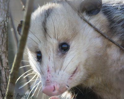 Awesome Possum