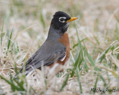 American Robin