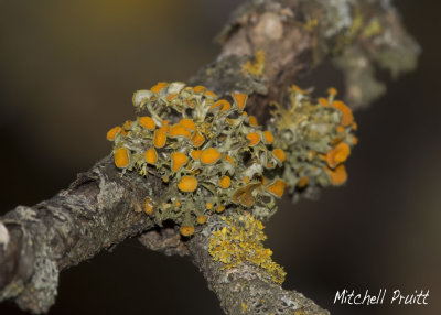 Lichen on Bois d'Arc Tree