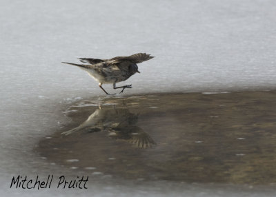 Whoa! American Pipit Almost Loses It