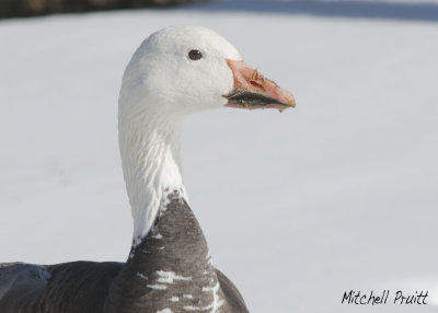 Snow Goose, Blue Morph