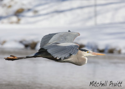 Great Blue Heron