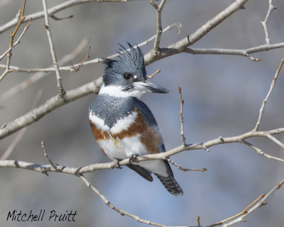 Belted Kingfisher 