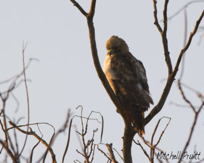Early Morning Red-tailed Hawk