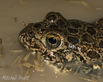 Crawfish Frog--Rana areolata