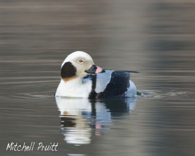 Long-tailed Duck