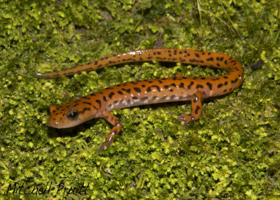 Cave Salamander--Eurycea lucifuga
