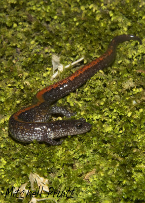 Ozark Zigzag Salamander--Plethodon angusticlavius