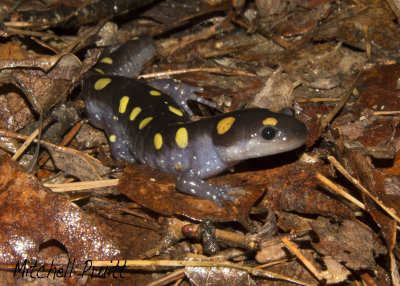 Spotted Salamander--Ambystoma maculatum