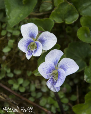 Confederate Violet--Viola sororia