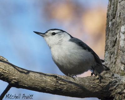 White-breasted Nuthatch