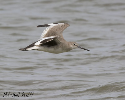 Willet on the Wing