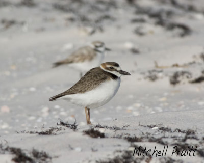 Wilson's and Snowy Plovers