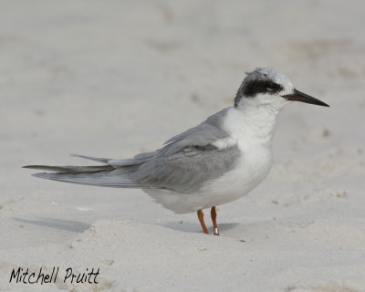Forster's Tern--Banded
