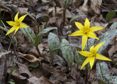 Yellow Trout Lily--Erythronium rostratum