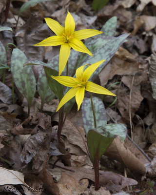 Yellow Trout Lily--Erythronium rotratum