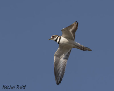 Killdeer