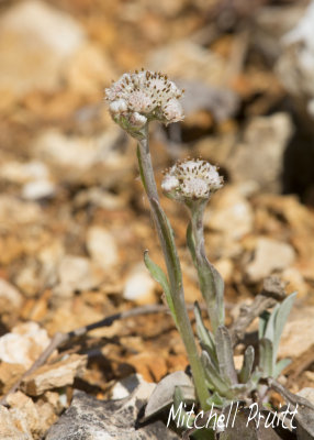Pussytoes--Antennaria parlinii