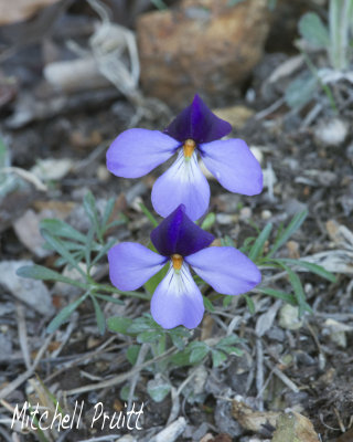 Bird's Foot Violet--Viola pedata