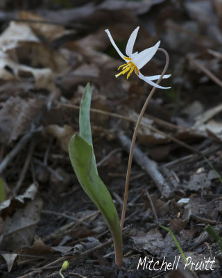 White Trout Lily--Erythronium albidum