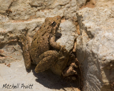 Blanchard's Cricket Frog--Acris crepitans blanchardii