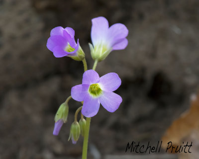 Violet Wood Sorrel--Oxalis violacea