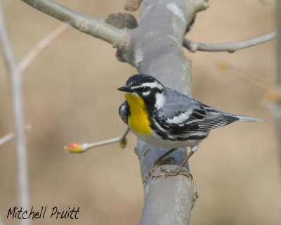 Yellow-throated Warbler