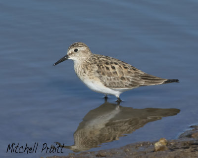 Baird's Sandpiper