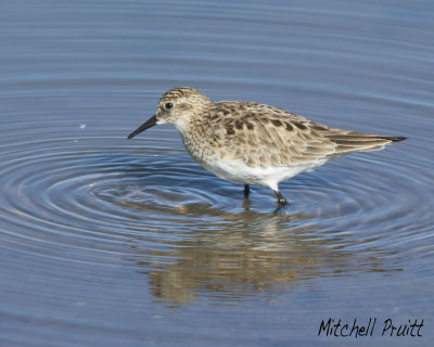 Baird's Sandpiper