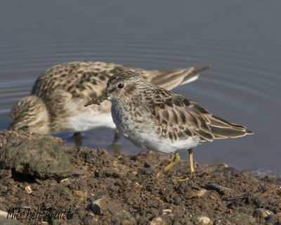 Least Sandpiper