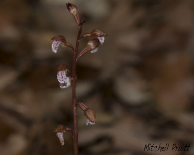Spring Coralroot Orchid--Corallorhiza wisteriana