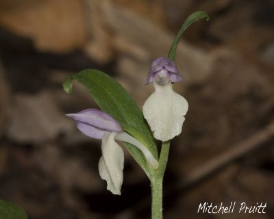 Showy Orchis--Galearis spectabilis