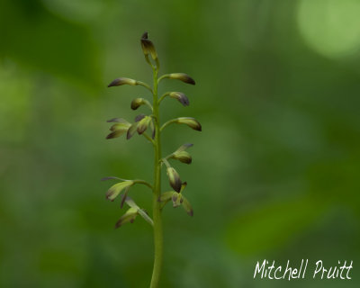 Adam-and-Eve Orchid--Aplectrum hyemale