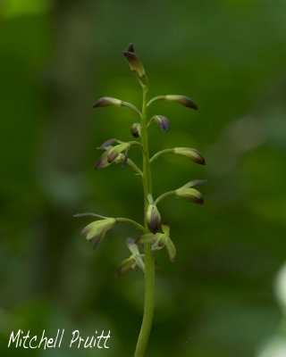Adam-and-Eve Orchid--Aplectrum hyemale