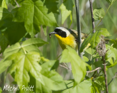 Common Yellowthroat