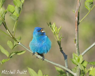 Indigo Bunting