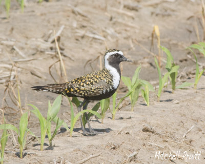 American Golden-Plover