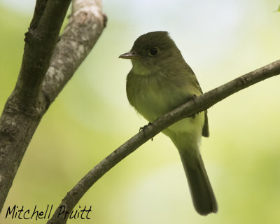 Acadian Flycatcher