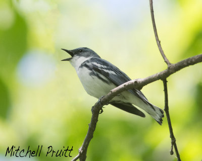 Cerulean Warbler