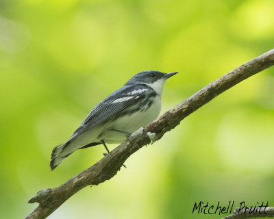 Cerulean Warbler