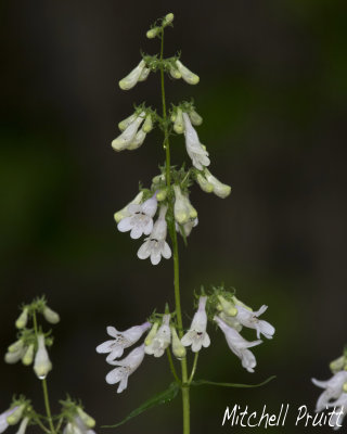 Lowland Beardtongue--Penstemon alluviorum