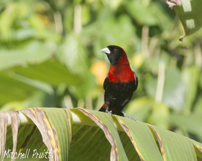 Crimson-collared Tanager