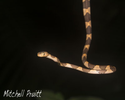 Blunthead Tree Snake--Imantodes cenchoa