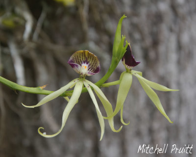 Black Orchid--Encyclia cochleatum